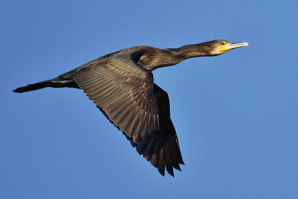 DSC_9357 DSC_9357